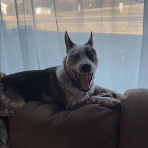 Meet your Posher, Morgan